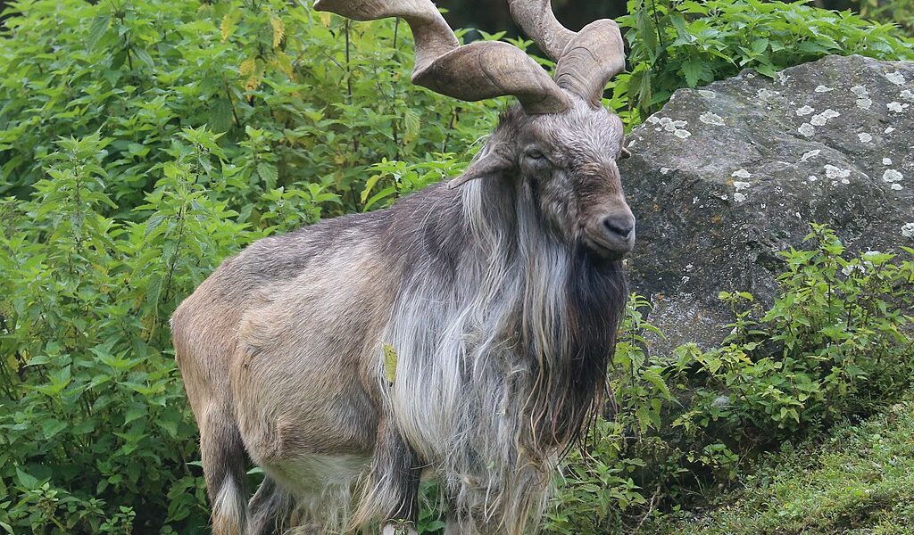 Video of Astore Markhor Killing in Kashmir Sparks Outcry and Demands for Independent Probe Ahead of Census- JUNGLE TAK