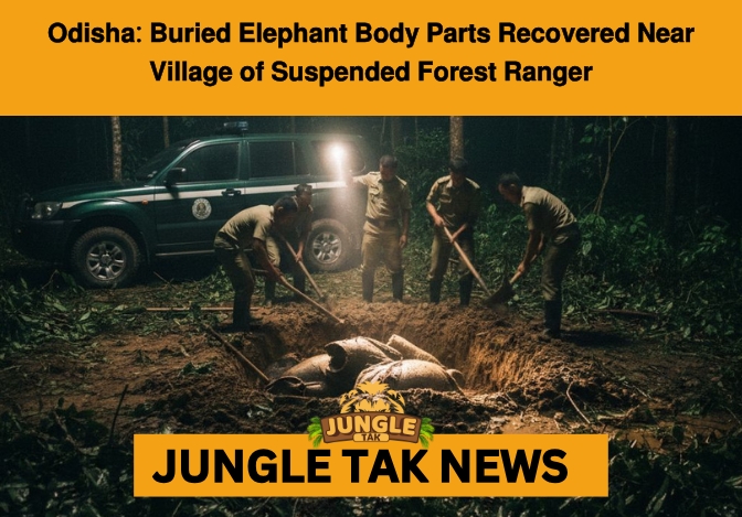 ODISHA ELEPHANT KILLED