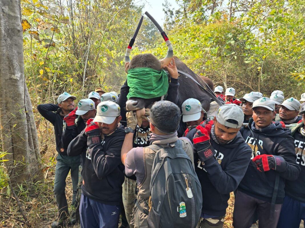 Gaurs translocated to Bandhavgarh