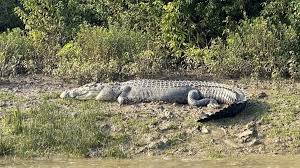 Odisha Records Rise in Estuarine Crocodile Numbers as Drone-Based Survey Boosts Population Count- JUNGLE TAK