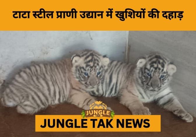 Hope Returns to Tata Steel Zoological Park with Birth of 2 Tiger Cubs After Breeding Hiatus- JUNGLE TAK