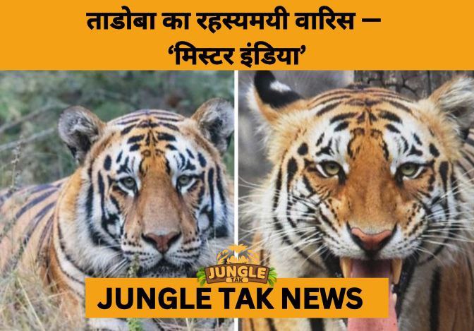 The Phantom Returns: Elusive Male Tiger Enters Tadoba’s Breeding Story- JUNGLE TAK