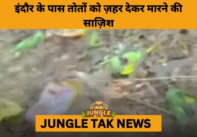 Outrage Near Indore as Flock of Parrots Poisoned in Shocking Act of Wildlife Cruelty- JUNGLE TAK