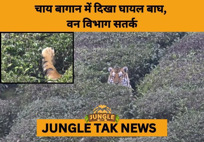 Injured Tiger Spotted in Tea Estate Near Ooty, Forest Teams on High Alert- JUNGLE TAK