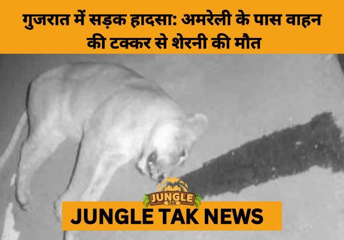 Female Asiatic Lion Killed in Caravan Collision on Gujarat Wildlife Corridor, Renewing Road Safety Concerns- JUNGLE TAK