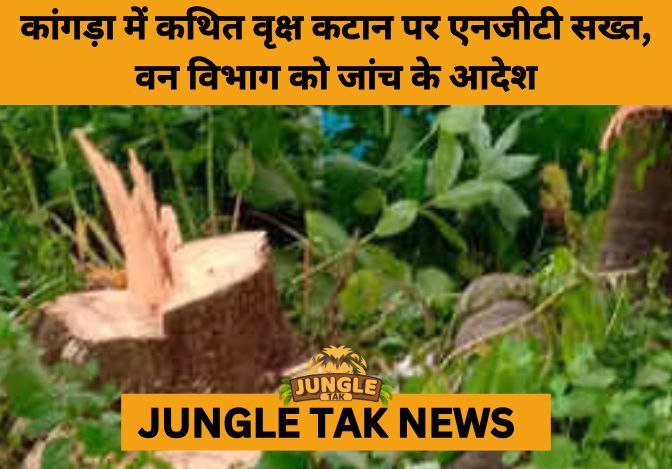 NGT Orders Probe into Alleged Illegal Tree Felling in Kangra’s Nurpur Forest Division- JUNGLE TAK