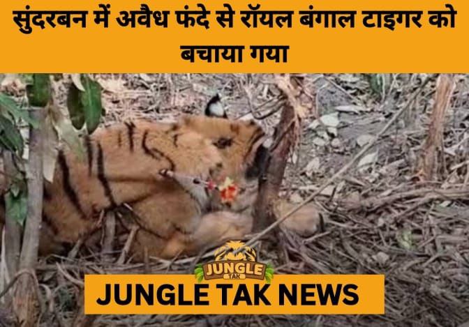 Royal Bengal Tiger Rescued from Poachers’ Snare in Sundarbans, Shifted for Advanced Care- JUNGLE TAK