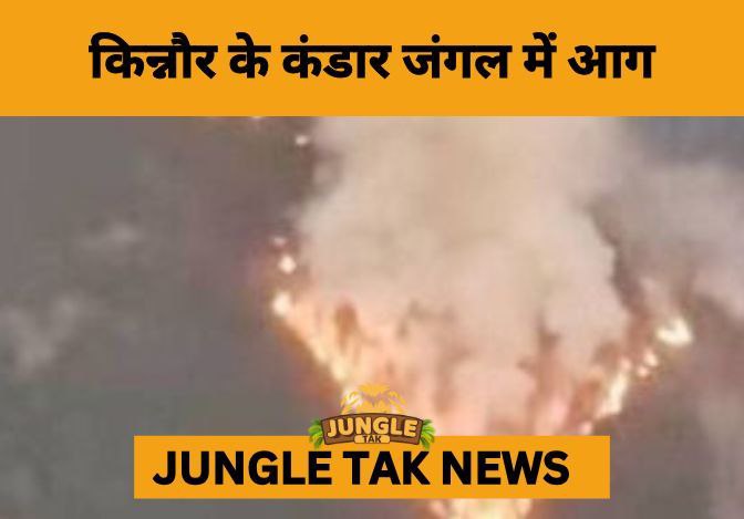 Massive Forest Fire Ravages Kandar Forest in Kinnaur, Threatens Crores Worth of Natural Wealth- JUNGLE TAK