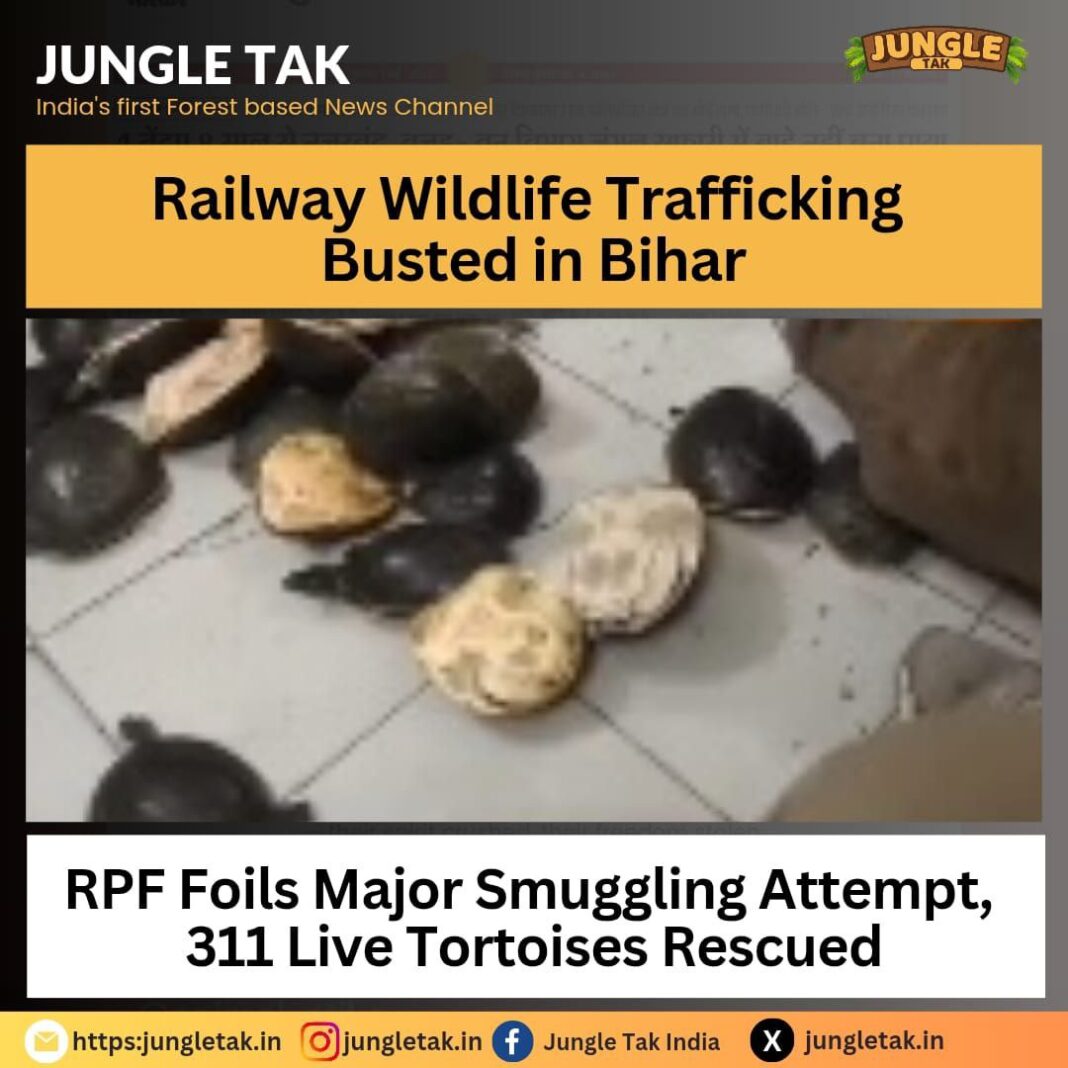RPF Busts Major Wildlife Smuggling Racket, Rescues 311 Live Tortoises at Sasaram Station- JUNGLE TAK
