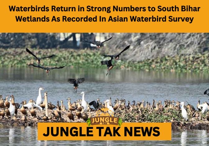 waterbirds in south Bihar wetlands