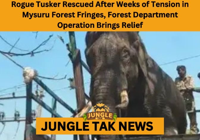 Mysuru rogue tusker rescue operation