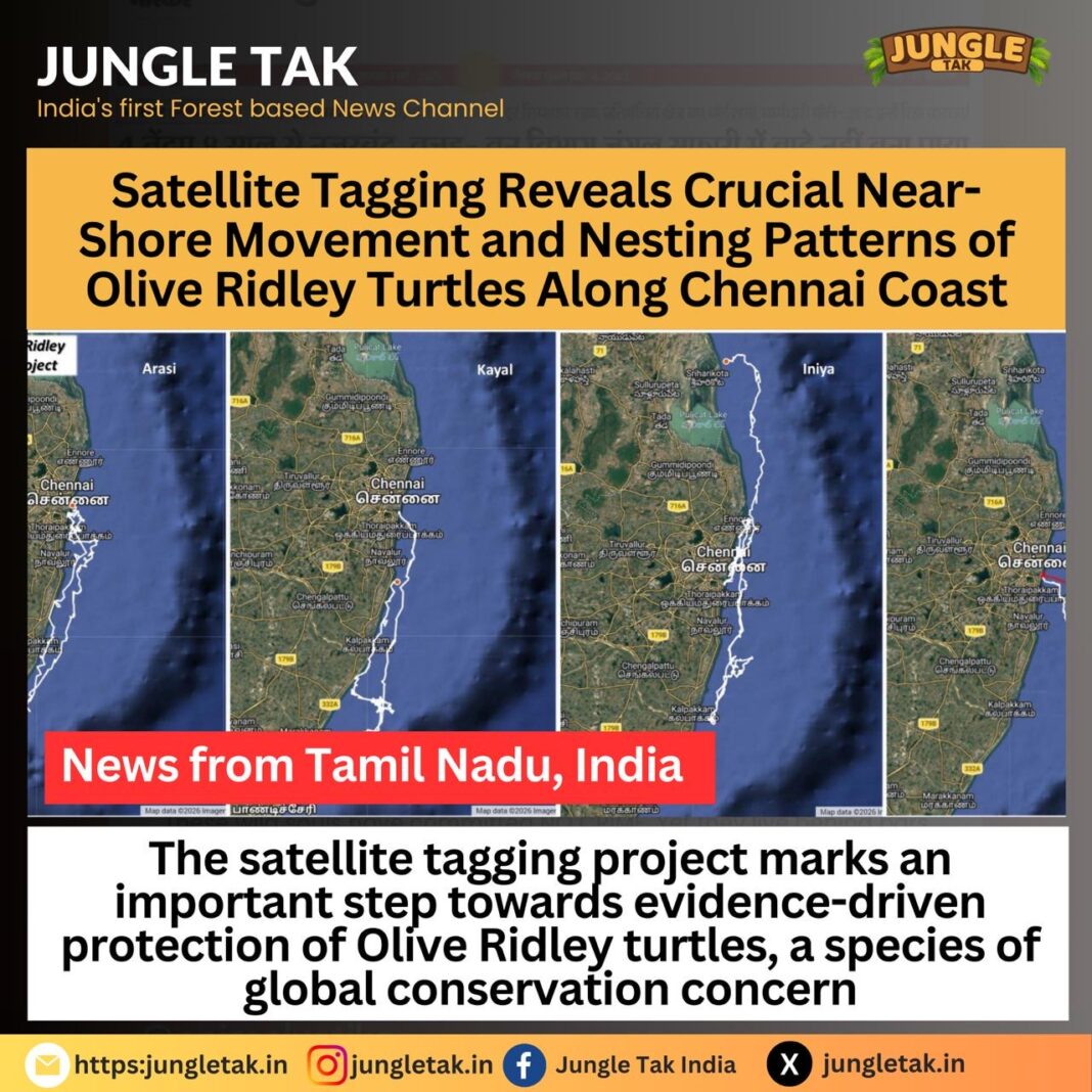 Olive Ridley Satellite Tagging