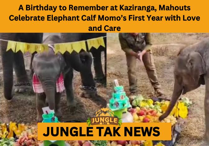 elephant calf Momo’s birthday celebration