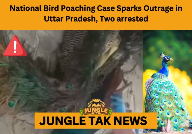 Peacock poaching in Uttar Pradesh