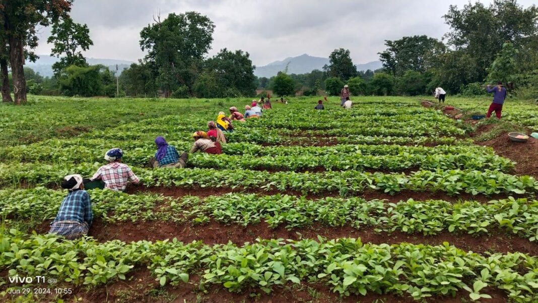 Chhattisgarh Prepares 7 Lakh Teak Saplings for 2026 Monsoon Afforestation Drive- JUNGLE TAK