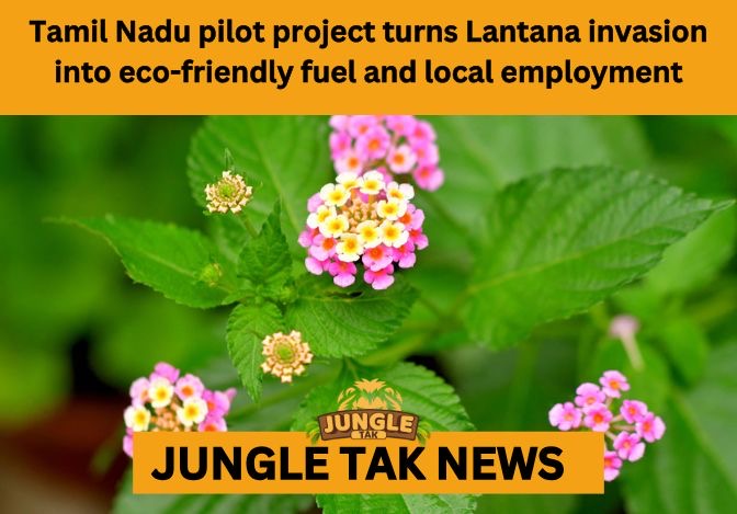 Lantana camara eco-fuel