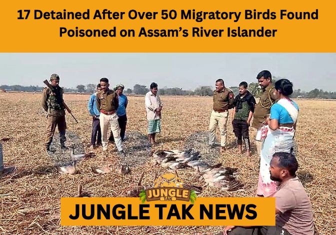 Assam migratory bird poisoning