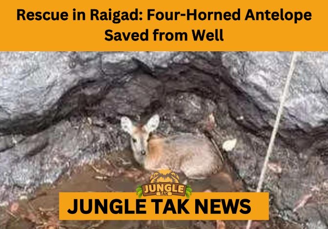 Raigad Four-horned Antelope