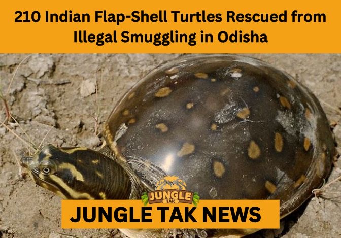 Indian flap-shell turtles