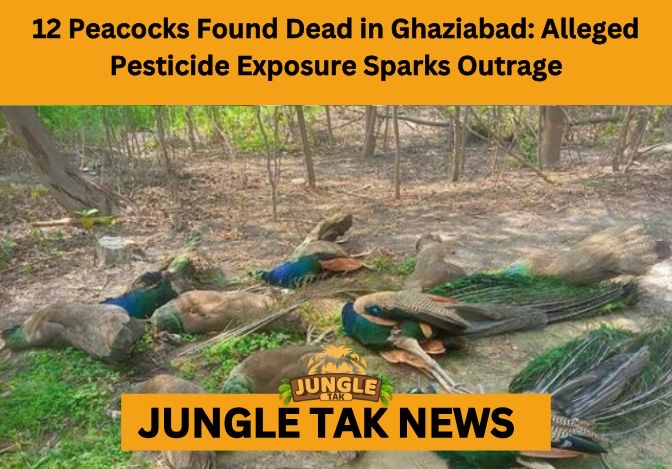 12 peacocks found dead in Ghaziabad