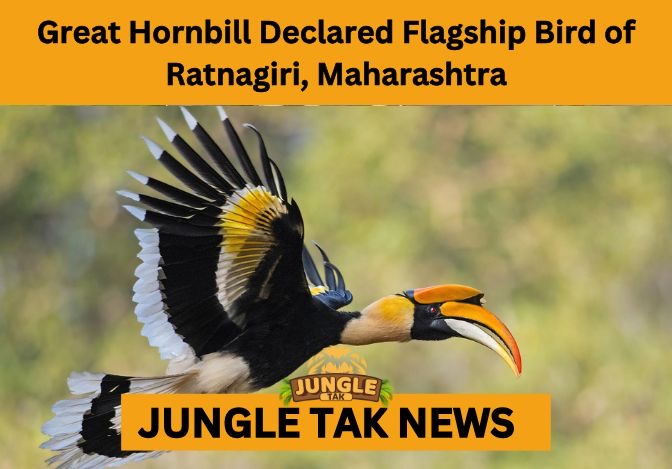 Great Hornbill declared flagship bird of Ratnagiri