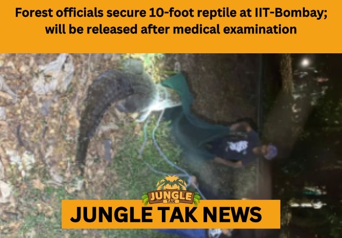 IIT-Bombay crocodile