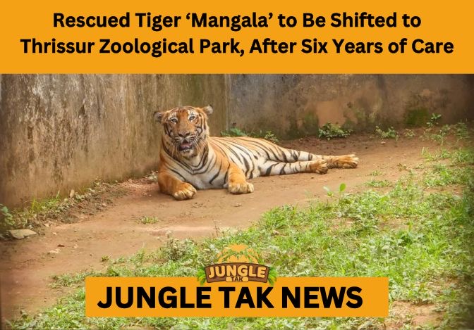 rescued tiger Mangala