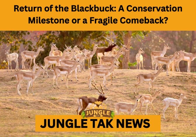 Blackbuck reintroduction in Barnawapara