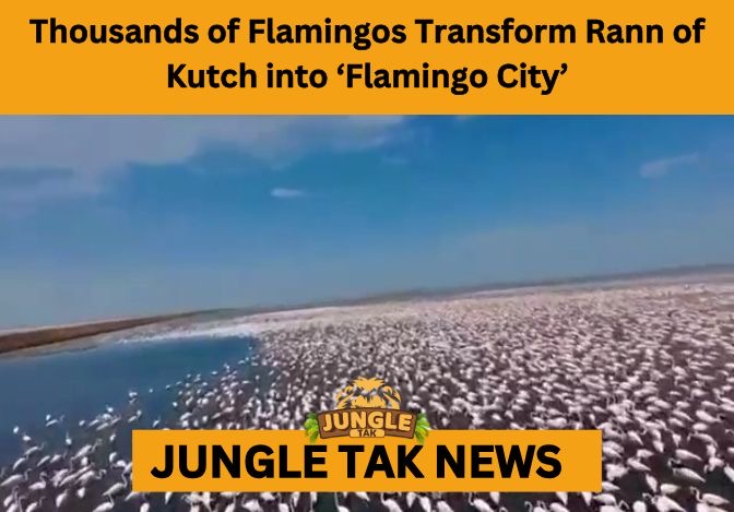 Flamingo City in Rann of Kutch