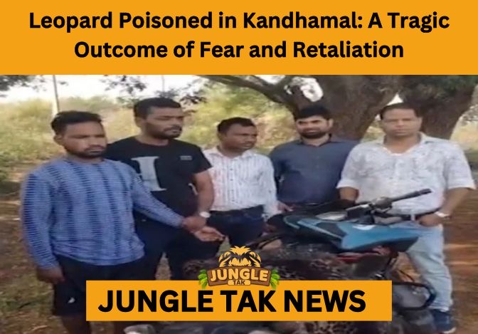 leopard poisoning in Kandhamal