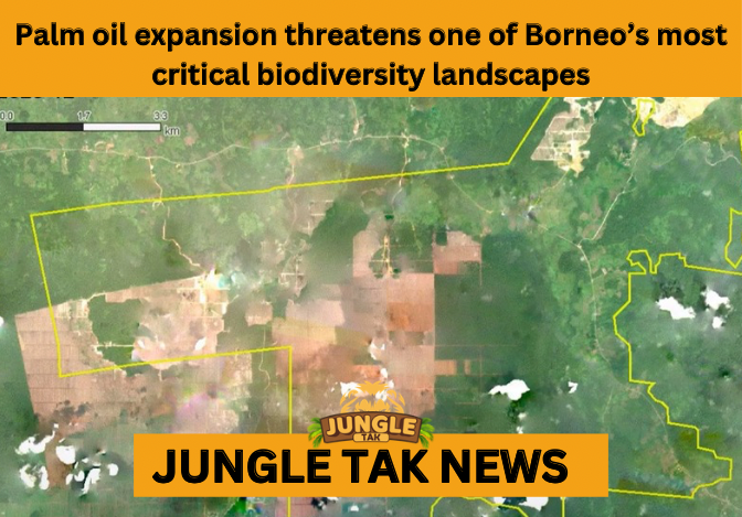 palm oil expansion in Borneo