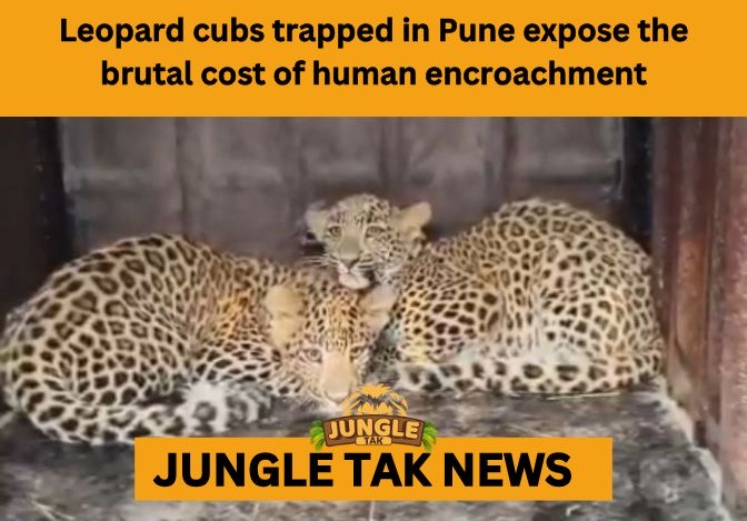 Pune leopard cub crisis