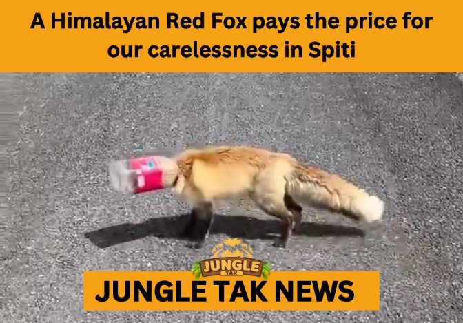 Spiti Red Fox plastic crisis