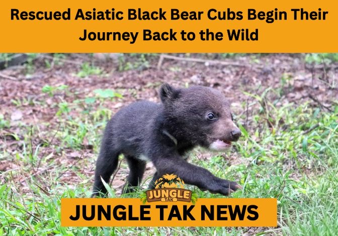 Asiatic Black Bear cubs