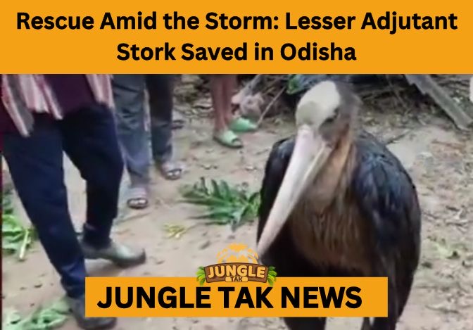 Lesser Adjutant Stork rescue