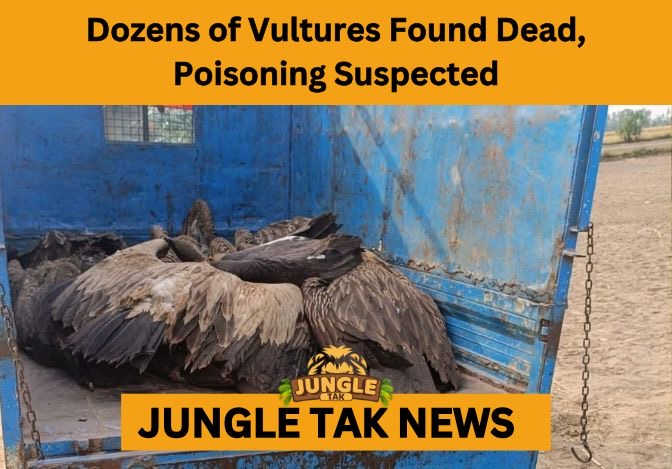 vulture deaths near Dudhwa